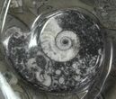 Heart Shaped Fossil Goniatite Dish #61280-2